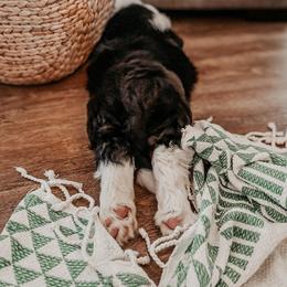 Sheepadoodle Puppies from DOODCompany