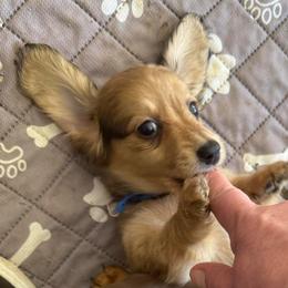 Ivory (Ivy) (blue collar) - Cream female Dachshund puppy in Shawnee, Oklahoma from Magic Eagle Miniature Dachshunds