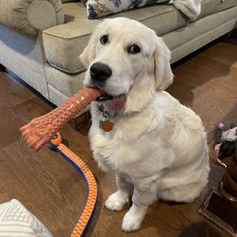 Goldendoodle and Golden Retriever Puppies from Angelic Goldens
