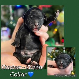 Dasher - Phantom male Goldendoodle puppy in Howard City, Michigan from Doodles and Chaos