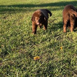 Cocker Spaniels and Newfoundlands from Double T Newfoundlands & Cocker Spaniels
