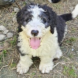 Chief-born on Memorial Day - Brown and white male Sheepadoodle puppy in Falls Creek, Pennsylvania from By Well Kennels