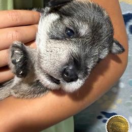 Ruby - Salt and pepper female Miniature Schnauzer puppy in Frankford, Delaware from Miniature Schnauzers of Delmarva