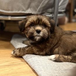 Chip - Brown male Lhasa Apso puppy in Snover, Michigan from Lhasa Fur Life