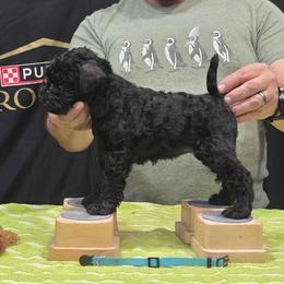 Teal - Black female Kerry Blue Terrier puppy in Waddell, Arizona from Lighthouse Kerry Blue Terriers
