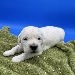 Cream Male 3 - Light golden male Golden Retriever puppy in Spanaway, Washington from 11 Oaks Kennels