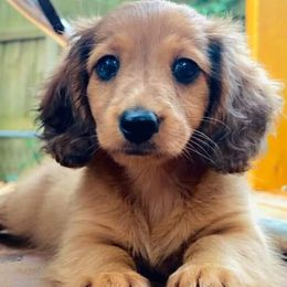 Dachshunds and Goldendoodles from Windy Ridge Doxies and Doodles