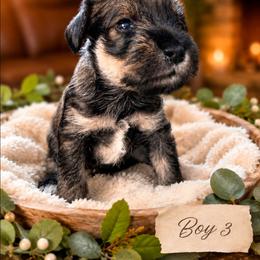 Boy 3 - Black and silver male Miniature Schnauzer puppy in Kersey, Colorado from Fosters Schnauzers