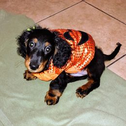 Dachshund Puppies from Weenie Wonders Hounds