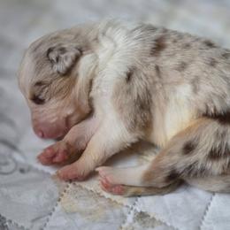 Ace - Red merle male Border Collie puppy in Watsontown, Pennsylvania from Kate Gresham