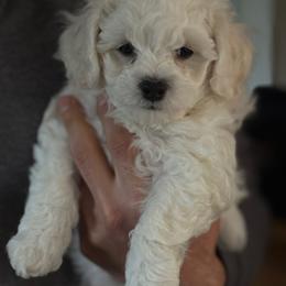 Annie - White and cream female Bichon Frise puppy in Clackamas, Oregon from Bonnie Maes' Bichon Frise Puppies