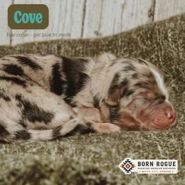Cove - Blue merle female Miniature American Shepherd puppy in White City, Oregon from Born Rogue Miniature American Shepherds