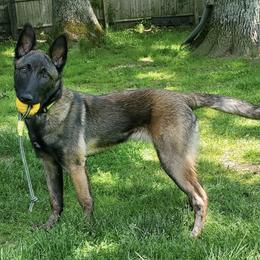 Belgian Malinois from du Val du Bois Malinois