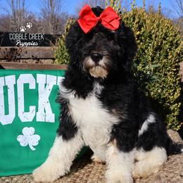 Cupcake - Black and white female Bernedoodle puppy in Heyworth, Illinois from Cobble Creek Puppies