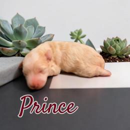 Prince - Wheaten male Miniature Schnauzer puppy in Clemmons, North Carolina from Schnauzer Snobs
