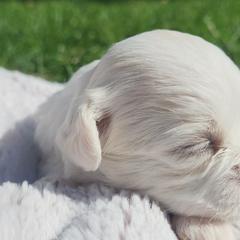 Shichons from S&S Pups