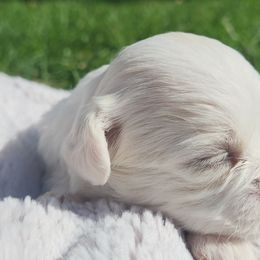 Shichons from S&S Pups