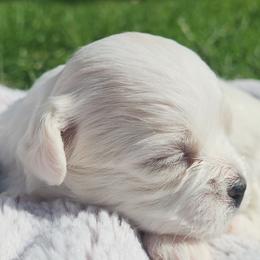 Shichons from S&S Pups