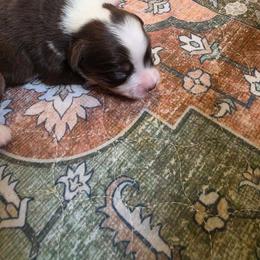Girl 1 - Red tri-color female Miniature American Shepherd puppy in Griswold, Connecticut from Flatrock Kennels of CT