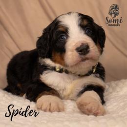Spider - Tri-color male Bernedoodle puppy in Palmetto Bay, Florida from SOMIDOODLES