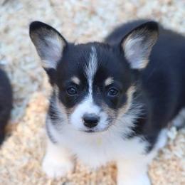American Corgi Puppies from Diamond Corgis