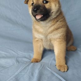 Shiba Inu Puppies from Slushpuppskies