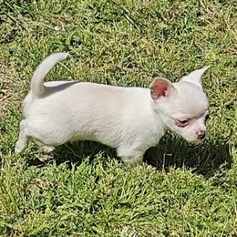 Boy 1 - Cream and white Chihuahua puppy in Gray, Louisiana from Chi Chi's Place