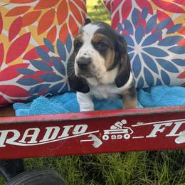 Cherry - Black brown and white female Basset Hound puppy in Flemington, Missouri from Porch Sittin' Hounds