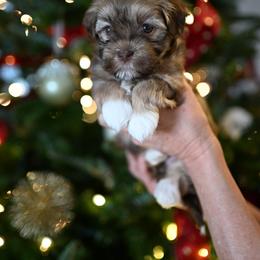 Havanese Puppies from Havana Suites Havanese