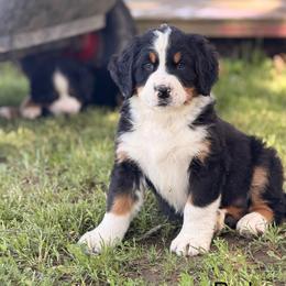 Ryder - Tri-color male Bernese Mountain Dog puppy in New Haven, Indiana from Maumee Berners