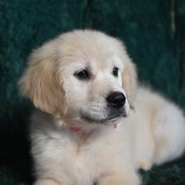 Praline (Pink Collar Girl) - Light golden female Golden Retriever puppy in Peoria, Arizona from Dani’s Dawgs