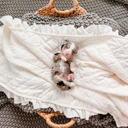 Etta - Tri-color female Bernedoodle puppy in Cold Spring, Minnesota from A.N.A. Doodles