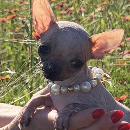 Biewer Terriers, Chihuahuas, and Pomeranians from Tiny Diiamond Chihuahua