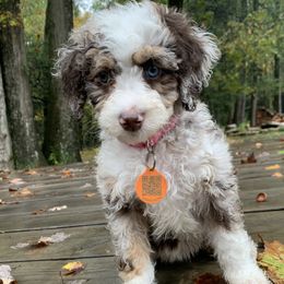 Charlotte - Chocolate merle female Bernedoodle puppy in New Ringgold, Pennsylvania from Hawk Mountain Doodles