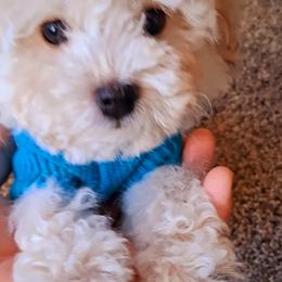Maltipoo Puppies from Little Cupcakes and Little Pumpkins Maltipoos