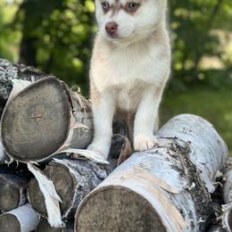 Pomsky Puppies from Ritzy Puppies
