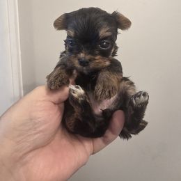 Jazelyn t cup female - Black and tan female Yorkshire Terrier puppy in Clermont, Florida from Bella's Prissy Butts