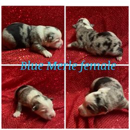 Girl 4 - Miniature Australian Shepherd puppy in Paris, Texas from Kuttin’ Up Mini Aussies