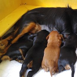 Cavalier King Charles Spaniel Puppies from Malikim Cavaliers