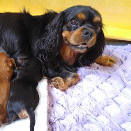 Cavalier King Charles Spaniel Puppies from Malikim Cavaliers