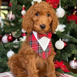 Sloth- Green boy - Red  male Goldendoodle puppy in Yuciapa, California from AlltheDoodlez_