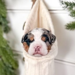 Balsam - Bernedoodle puppy from Willow & Co.