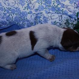 Michonne - Red speckled female Australian Cattle Dog puppy in Casa Grande, Arizona from Sonoran Dogz