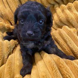 Hero - Black phantom male Aussiedoodle puppy in Knoxville, Tennessee from Legacy Farm