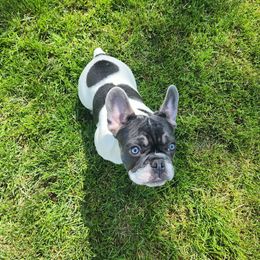 Boy 2 - French Bulldog puppy in Ohio from Evan Congleton's French Bulldogs