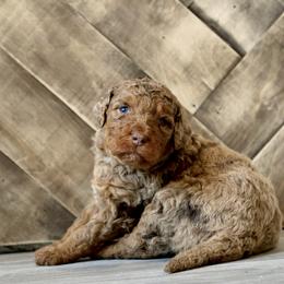 Truffle - Brown merle male Aussiedoodle puppy in Vallejo, California from Well Rooted Doodles