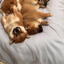 Shiba Inu Puppies from Obi’s Pups