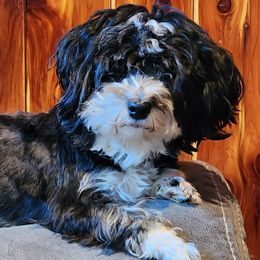 Trixie - Havanese