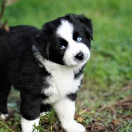 Australian Shepherd Puppies from Beaver Dam Mini Aussies