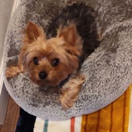 Si Si - Yorkshire Terrier